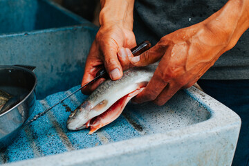 Photograph of hands removing the scales from a trout for food preparation. 