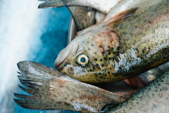 Photograph of a closed trout plan in Peru. Food concept.