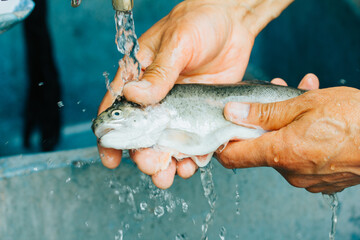 Photograph of hands washing trout for cooking.