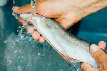 Photograph of hands washing trout for cooking. - obrazy, fototapety, plakaty