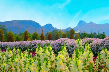 Crédence de cuisine en verre imprimé Turquoise Flower field with trees at midground, and mountain as background under  clear blue sky