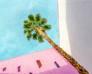 A palm tree in a corner of pink and white walls