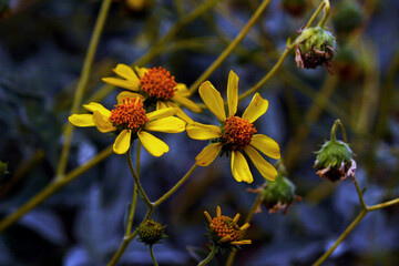 Close-up of weathered wildflowers against a dark leafy background in Southern California.