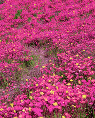 Obraz premium Pink and yellow wildflowers on a hillside background
