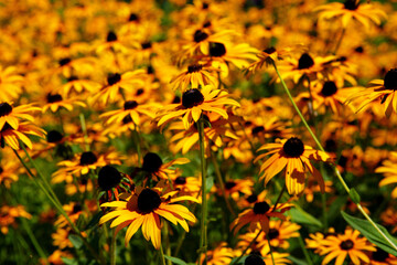 A beautiful meadow of yellow Black-eyed Susan wildflowers blooming in Colorado.