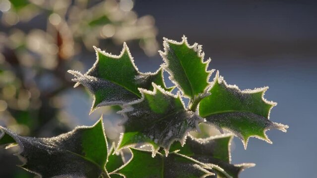 Cold winters footage of a holly bush with ripe red berries covered in morning frost. Freezing UK temperatures.
