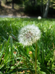 Close-up of a Dandelion (puffball) growing in a green grass lawn waiting for the wind to scatter its seeds.