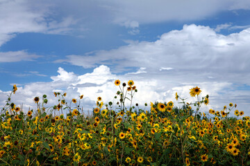 A beautiful meadow of wild sunflowers blooming under a cloudy sky in Utah.