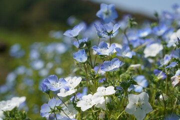 青の洞門　ネモフィラシーズン　大分県中津市本耶馬渓　
