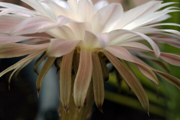 Close-up detail of  the underside of a  delicate night-blooming white cactus flower.