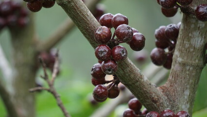 The fruit of ficus sp. Ficus is a genus of about 850 species of woody trees, shrubs, vines,...