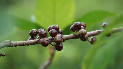 The fruit of ficus sp. Ficus is a genus of about 850 species of woody trees, shrubs, vines, epiphytes and hemiepiphytes in the family Moraceae. Collectively known as fig trees or figs