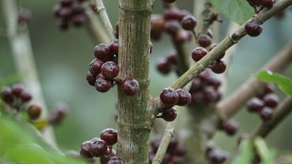 The fruit of ficus sp. Ficus is a genus of about 850 species of woody trees, shrubs, vines,...