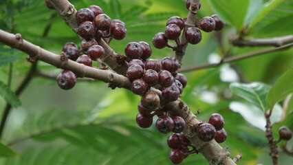 The fruit of ficus sp. Ficus is a genus of about 850 species of woody trees, shrubs, vines, epiphytes and hemiepiphytes in the family Moraceae. Collectively known as fig trees or figs