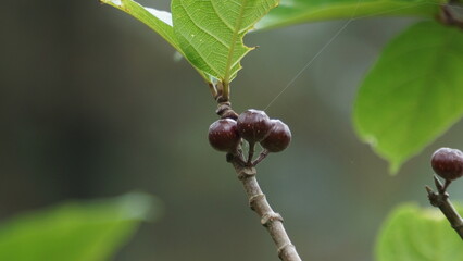 The fruit of ficus sp. Ficus is a genus of about 850 species of woody trees, shrubs, vines,...