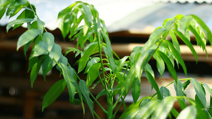 Kendondong leaves grow on trees.      