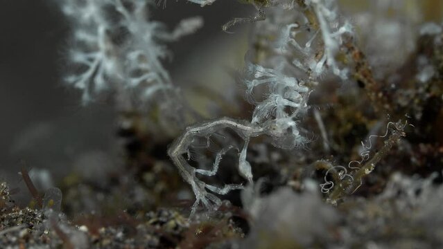 A skeleton shrimp sits on the bottom of a tropical sea among hydroids and algae, holding onto them with its hind limbs.