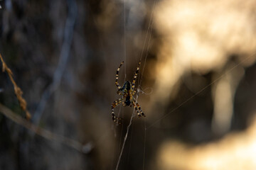 Ragno sulla ragnatela in montagna