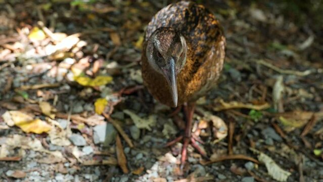 Close-up of a wild weka bird walking to the camera in the forest, Paparoa National Park, New Zealand.