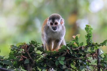 Grey Crowned Central American Squirrel Monkey, Mono Titi, red-backed squirrel monkey Manuel Antonio, Costa Rica 