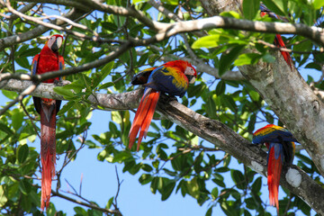 Three wild scarlet macaws in almond tree, Corcovado National Park, Costa Rica 