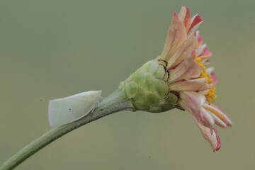 A cashew shoot hopper is resting on a wildflower stalk. This insect, which is a pest for a number...