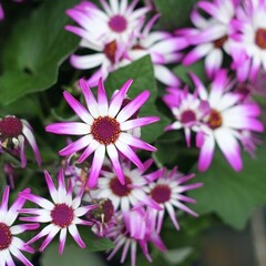 Pericallis lanata (daisy) is a species of flowering plant in the family Asteraceae. It is endemic...