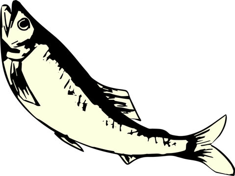 ジャンプするアユ