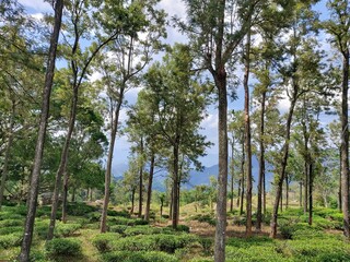 Fototapeta premium A Glimpse of Sri Lanka's Lush Hills and Tea Fields