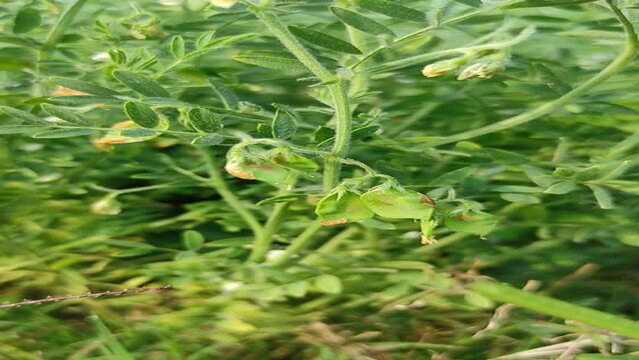 Lentil plant growing close up.Macro photo of a lentil (Lens culinaris) flower in a field.	