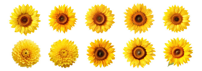 Set of  of sunflower  on transparency background PNG