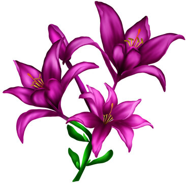 Pink lilies blooming in the sunlight