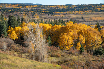 Valley view of fall foliage in Tierra Amarilla, NM