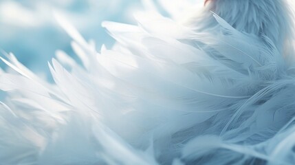 Close-up of soft white feathers with a gentle texture against a light blue background.