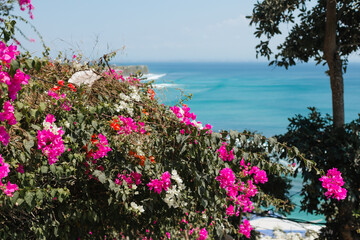 Beautiful pink flowers on the background of the blue ocean. Bright flowering tree on the background of the sea