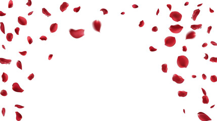 Falling red rose petals isolated on white background. Vector illustration with beauty roses petal. Valentine's Day