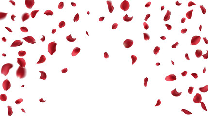 Fototapeta na wymiar Falling red rose petals isolated on white background. Vector illustration with beauty roses petal. Valentine's Day