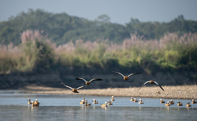 Ruddy Shelducks in Flight