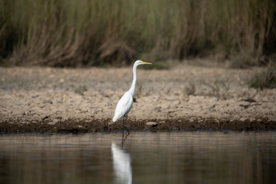 Snowy Egret on River Shore