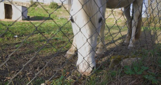 White horse steed in garden with fence walking and grazing on a sunny bright day.