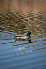 Duck in swimming in lake on an autumn day 