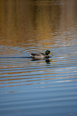 Duck in swimming in lake on an autumn day 