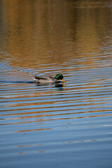 Duck in swimming in lake on an autumn day 