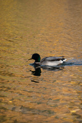 Duck in swimming in lake on an autumn day 