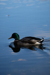Fototapeta premium Duck in swimming in lake on an autumn day 
