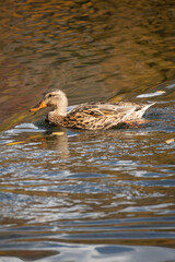 Duck in swimming in lake on an autumn day 