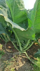 green cabbage growing in a garden