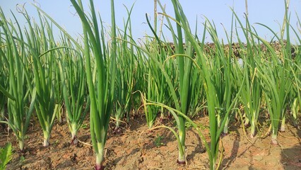 Beautiful onion plants on the farm. Green onions growing in the field. This year's best onion field images. Cultivation of Indian Onion.  © jayanta85