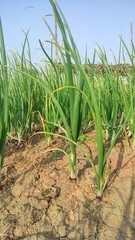 Obraz premium Google is leaving the name of garlic is seen a lot