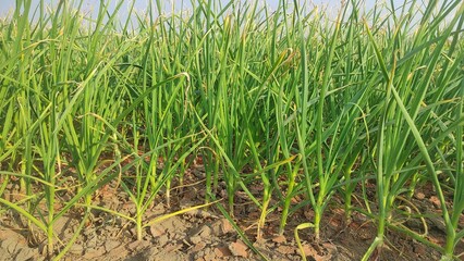 Obraz premium Cultivation of winter garlic in the field